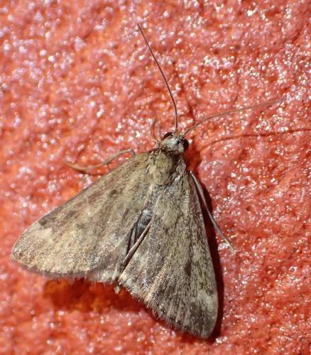 Réf. 208 645 : Pyrausta despicata